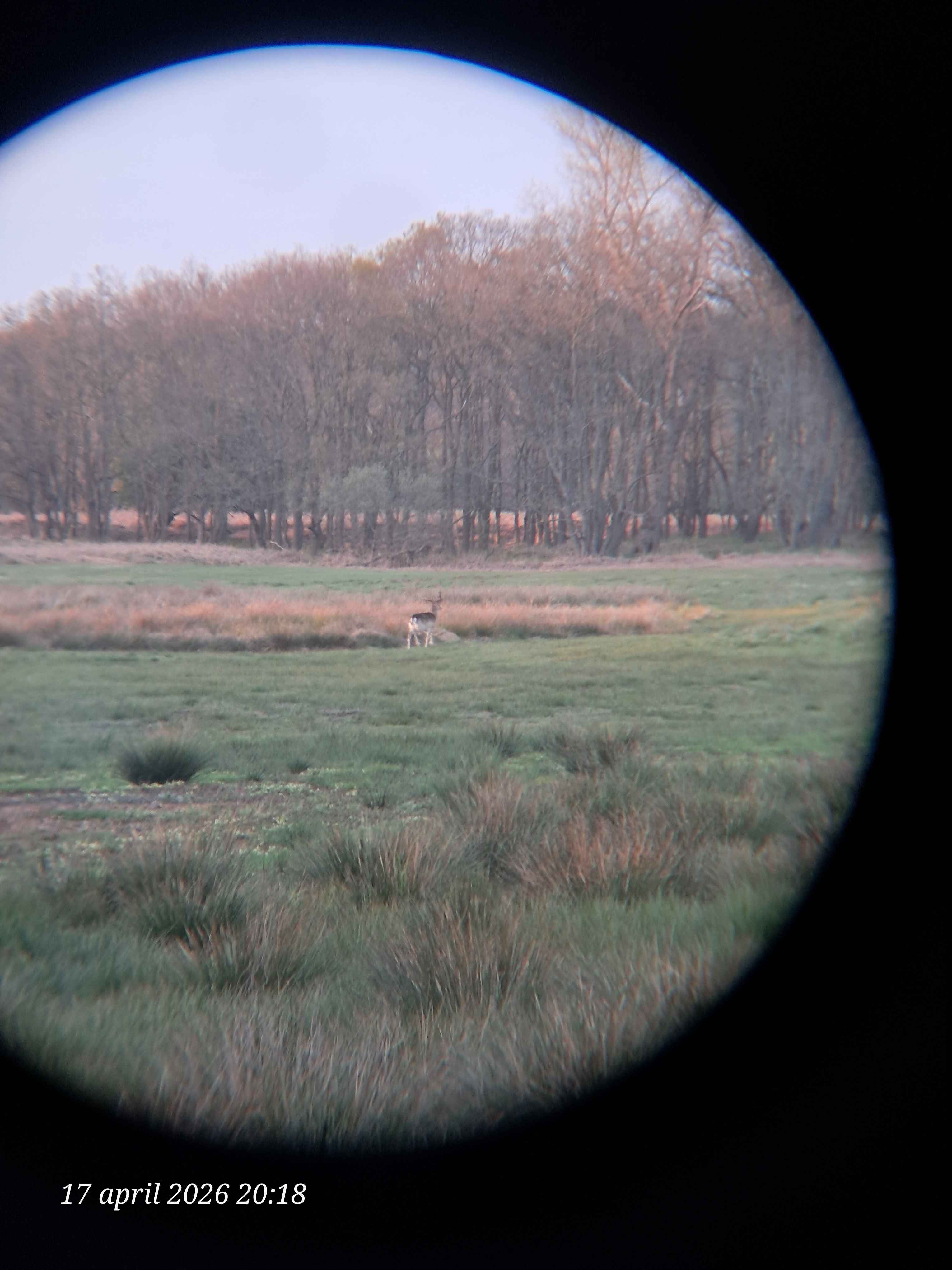Deer!